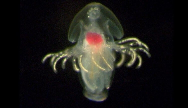 Биологи нашли неизвестные морские личинки и не знают, что из них вырастет. Фото.