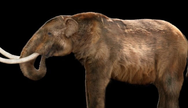 Кость мастодонта на американской ферме может привлечь ученых со всего мира. Фото.