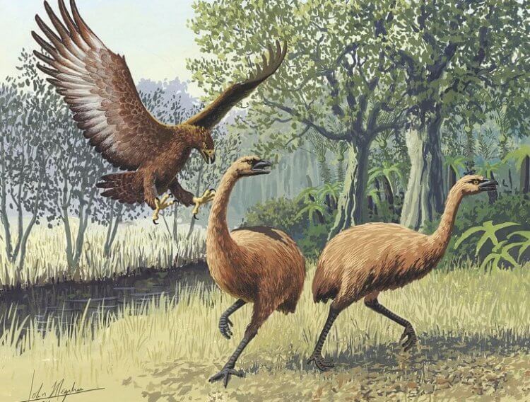 #фото | В Новой Зеландии найдены следы древней гигантской птицы без крыльев. Фото.
