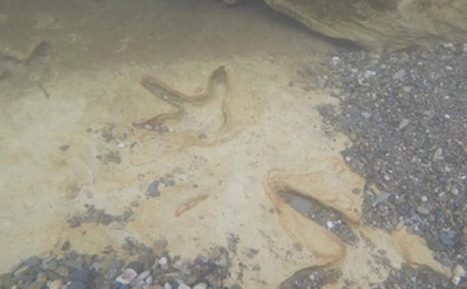 #фото | В Новой Зеландии найдены следы древней гигантской птицы без крыльев. Фото.