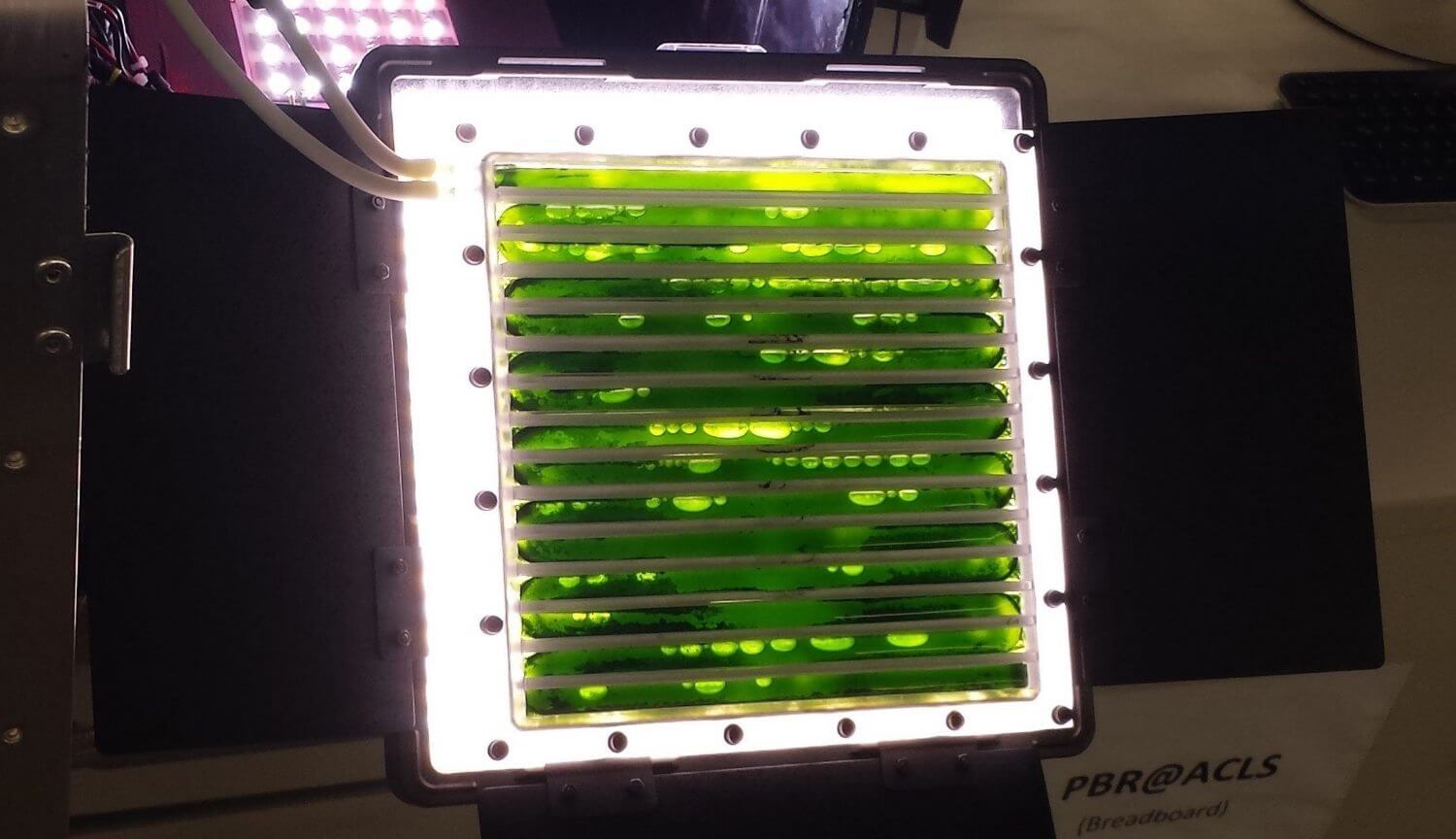 Космонавты будут использовать водоросли в качестве пищи и источника кислорода. Фото.