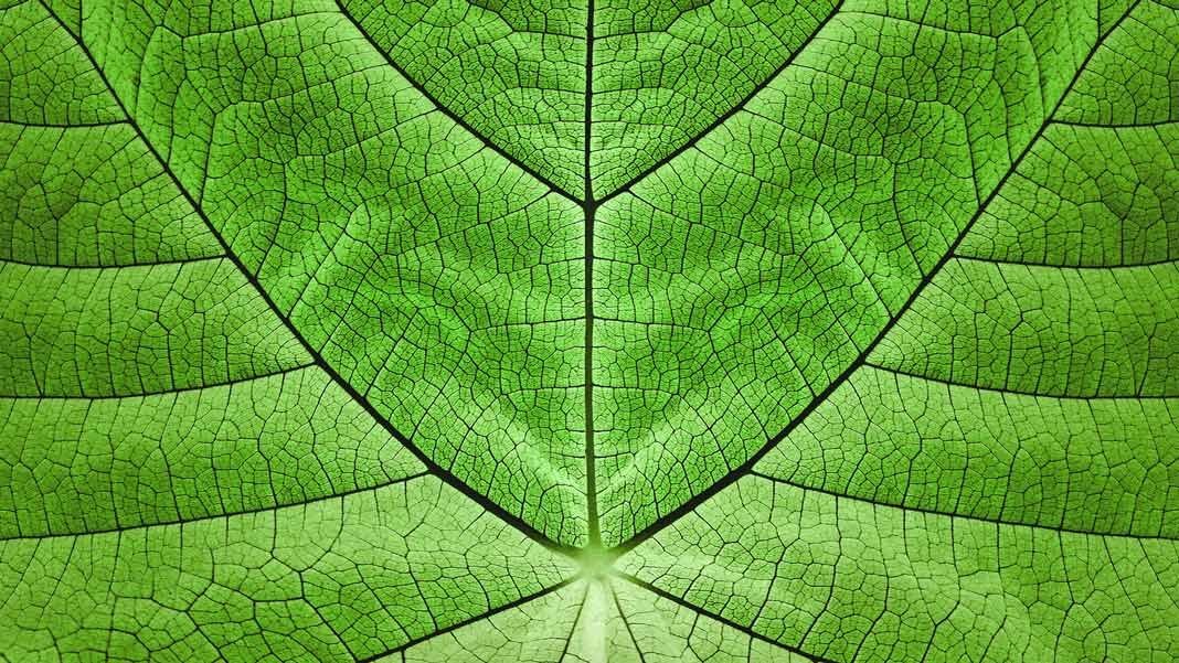 Поможет ли искусственный фотосинтез справиться с климатическим кризисом?. Фото.