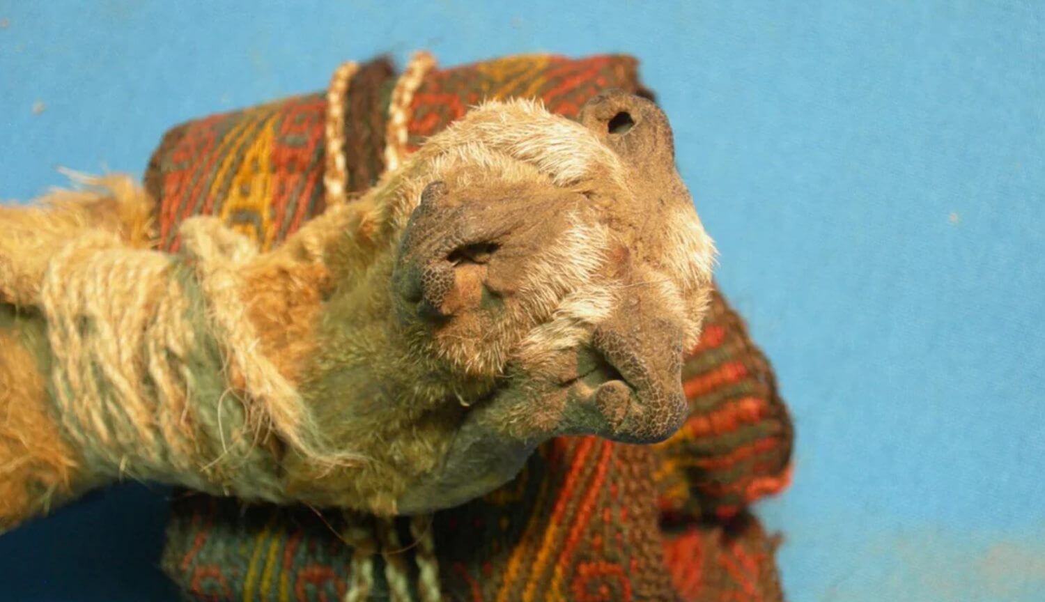 Археологи нашли сумку древнего шамана — что внутри? Фото.