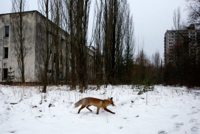 Взрыв реактора мог превратить Чернобыль в рай на земле. Фото.