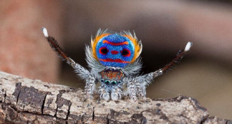 Пятна пауков-павлинов практически не отражают света. Почему? Фото.