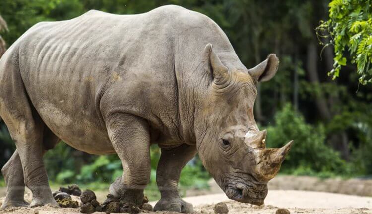 Последний самец суматранского носорога умер, но вид не вымер. Как такое может быть? Фото.