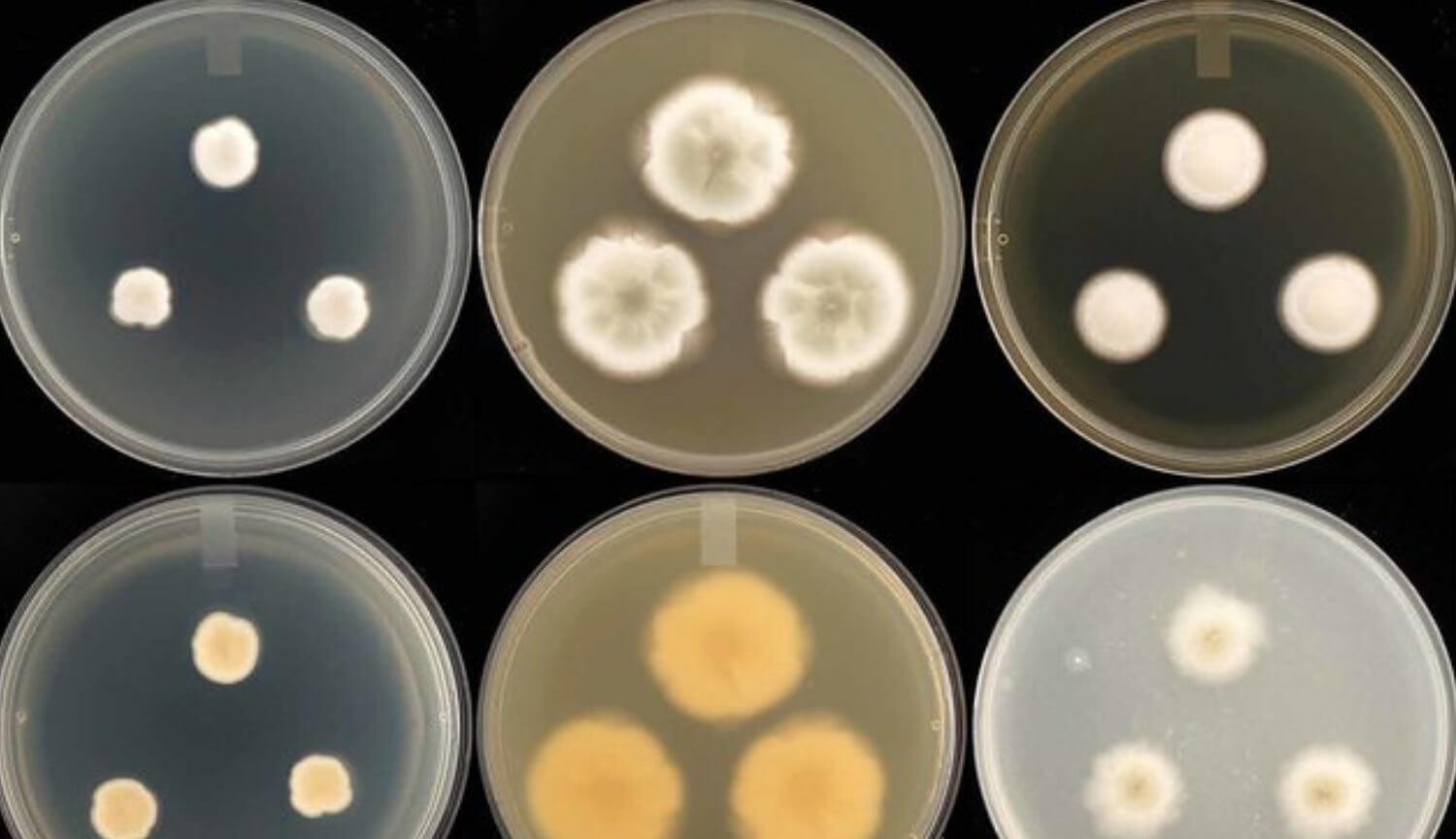 Плесень может противостоять дозам радиации, которые убивают человека.. Чем опасна плесень?. Фото.