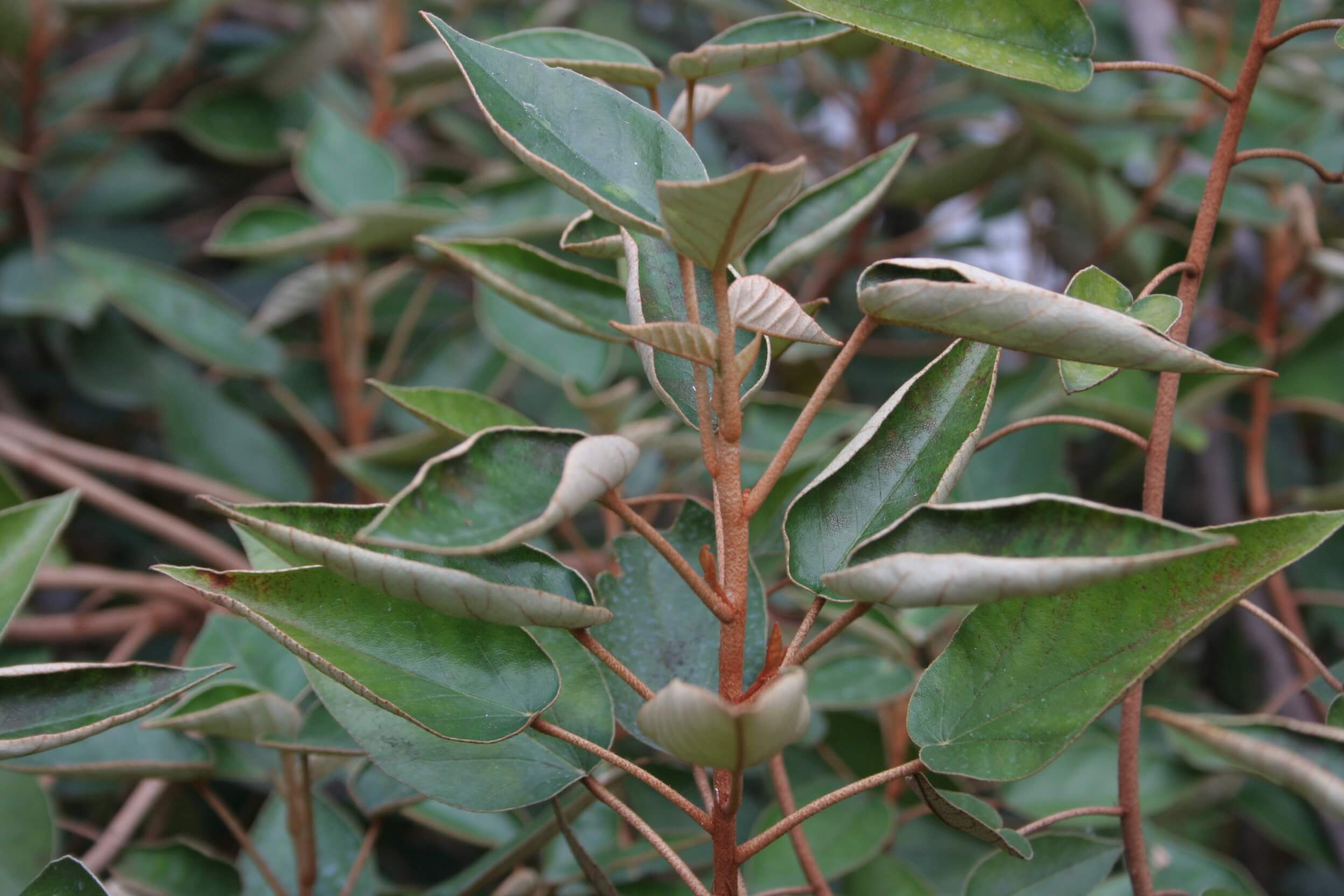 Человечество уничтожает природу. 500 видов растений потеряны безвозвратно.. Исчезнувшие растения.. Фото.