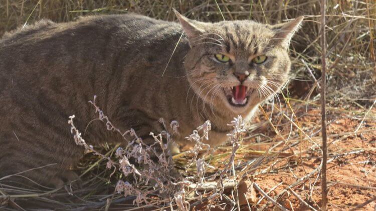Кошки в Австралии убили миллиард животных за год. Как это вышло? Фото.