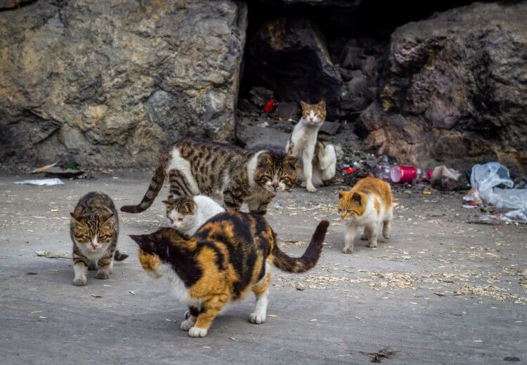 Кошки в Австралии убили миллиард животных за год. Как это вышло? Как кошки стали эпидемией для Австралии. Фото.