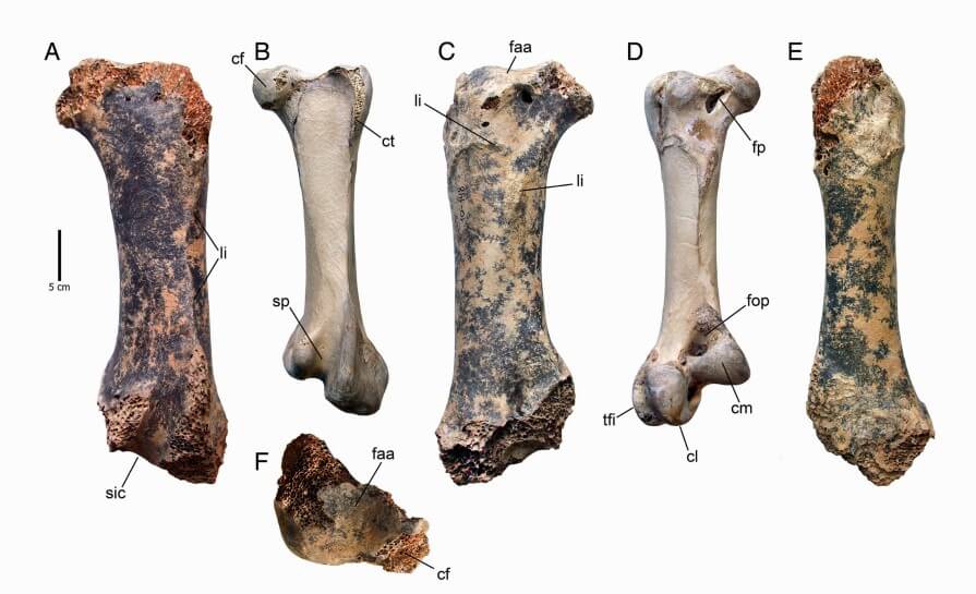 В Крыму найдены останки самой большой птицы в истории.. Фото.