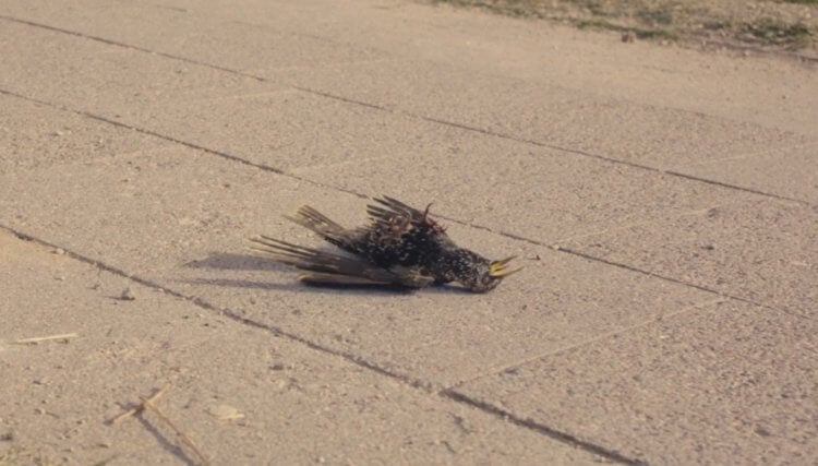 Мертвые птицы и отстрел животных. Какие-то животные и птицы умирали сами, а остальных приходилось отстреливать, чтобы они не разносили «следы загрязнений». Фото.