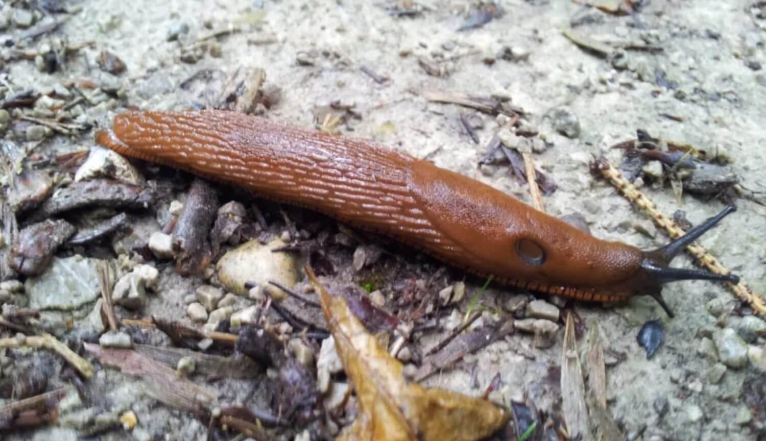 Немытые продукты могут стать причиной смерти от менингита.. Фото.