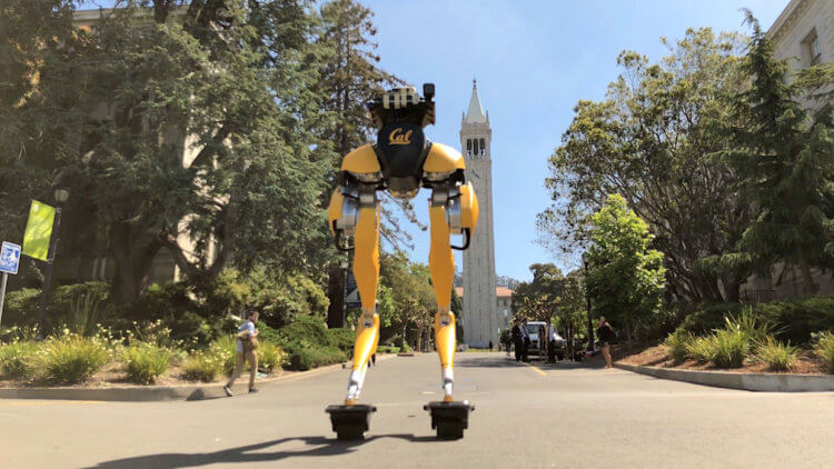 #видео | Зачем роботы учатся кататься на роликах лучше людей? Робот Cassie научился кататься на роликах. Фото.