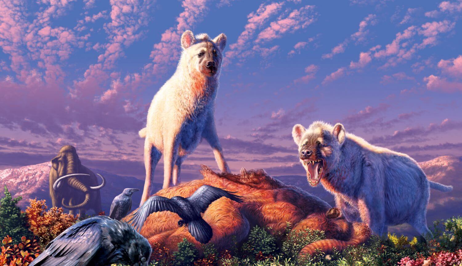 Палеонтологи изучили останки арктической гиены, жившей во времена мамонтов.. Фото.