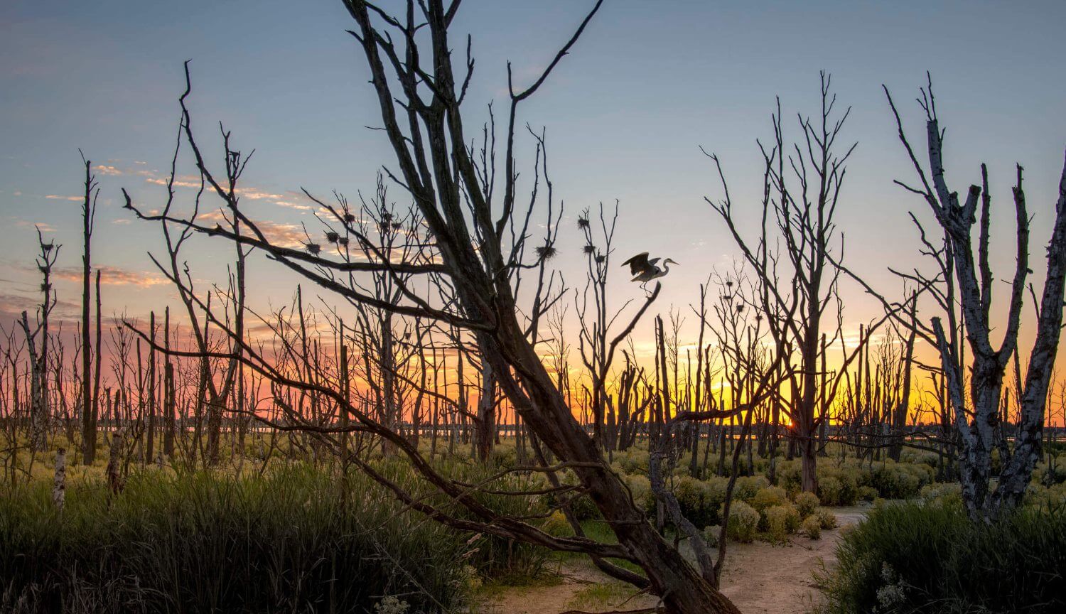 Человечество уничтожает природу. 500 видов растений потеряны безвозвратно.. Фото.