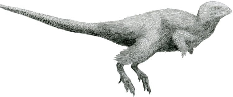 Перья появились раньше птиц и динозавров и не были предназначены для полетов. Оперение появилось раньше, чем предполагалось. Фото.