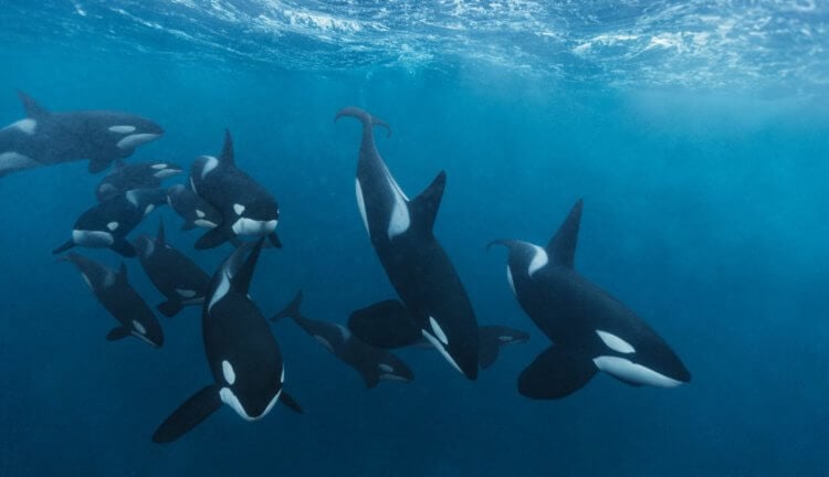 Хищные киты переворачивают корабли и убивают людей. Как это остановить? Фото.