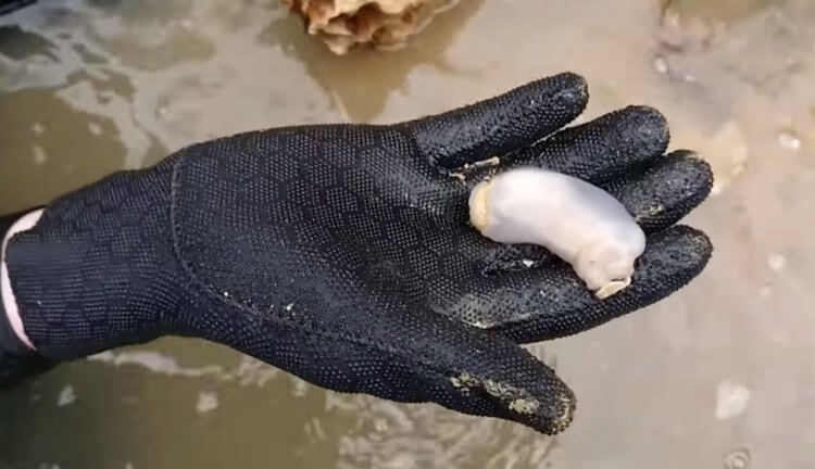 #видео | Эти черви способны грызть камни, но зачем? Фото.