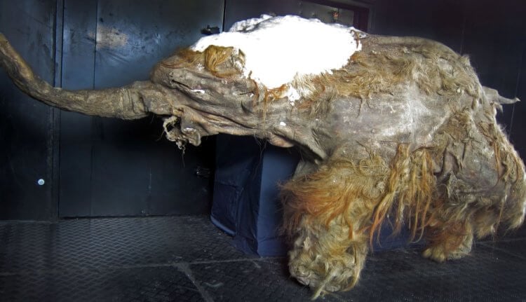 В Сибири нашли отрубленную голову гигантского волка жившего 40 000 лет назад. Доисторические животные Сибири. Фото.