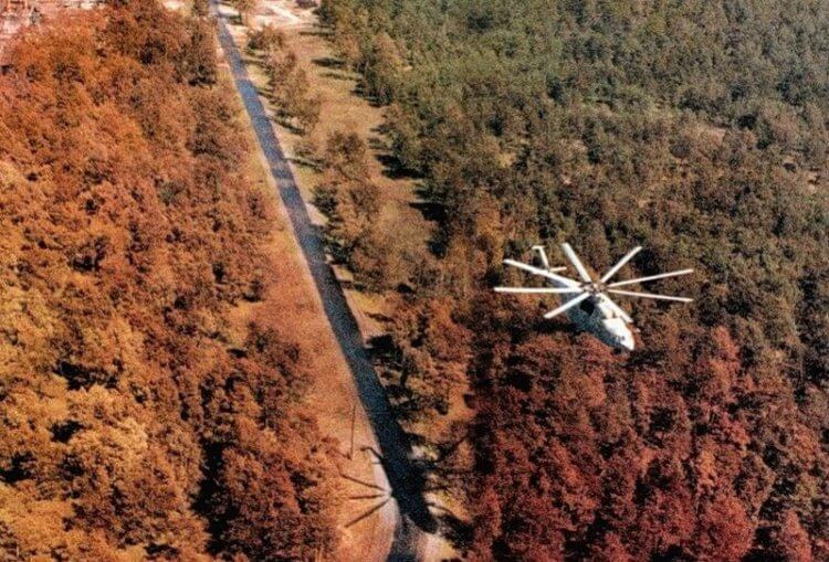 Как появился «Рыжий лес» Чернобыля? Печально известный рыжий лес в Чернобыле. Фото.