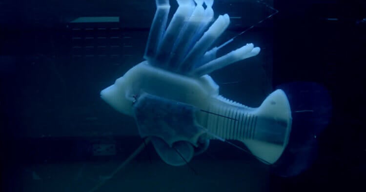 Этот робот-рыба использует энергию «кровотока» для движения. Фото.
