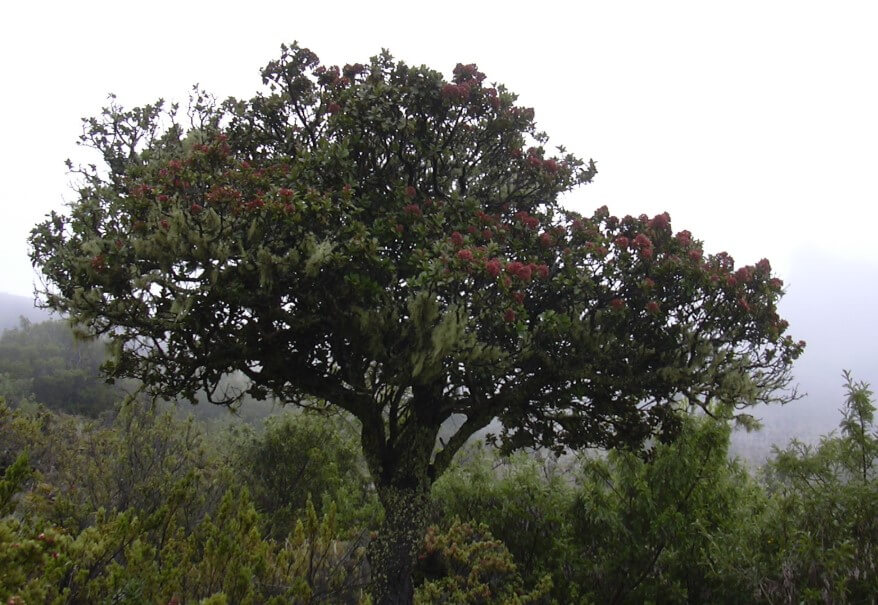 Человечество уничтожает природу. 500 видов растений потеряны безвозвратно.. Исчезнувшие растения.. Фото.