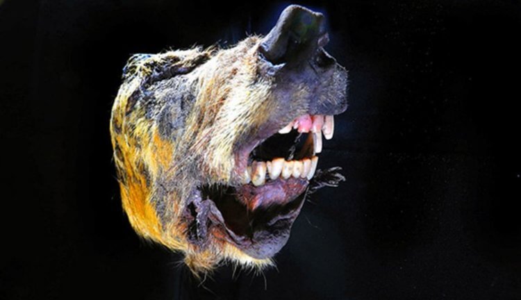 В Сибири нашли отрубленную голову гигантского волка жившего 40 000 лет назад. Фото.