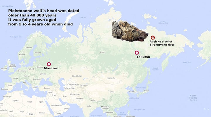 В Сибири нашли отрубленную голову гигантского волка жившего 40 000 лет назад. Фото.