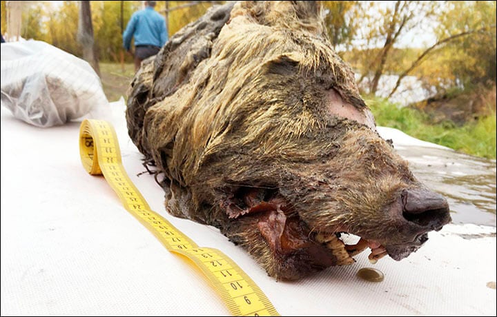 В Сибири нашли отрубленную голову гигантского волка жившего 40 000 лет назад. В Якутии найдена голова доисторического волка. Фото.
