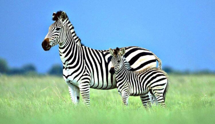 Почему зебра полосатая? Фото.