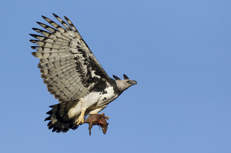 Самые сильные животные на Земле. Кто они? Самая сильная птица. Самые сильные животные на Земле. Кто они? Самая сильная птица. Фото.