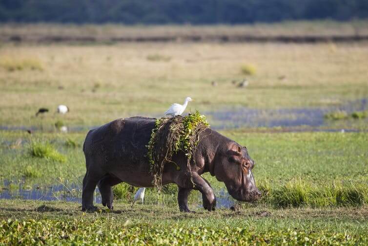 Почему животные во время затмений ведут себя странно.. Что происходит с животными во время солнечного затмения?. Фото.