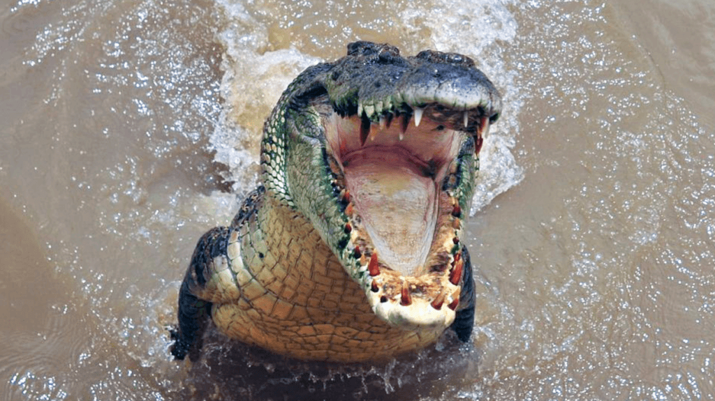 Самые сильные животные на Земле. Кто они? Самая сильная рептилия. Самые сильные животные на Земле. Кто они? Самая сильная рептилия. Фото.