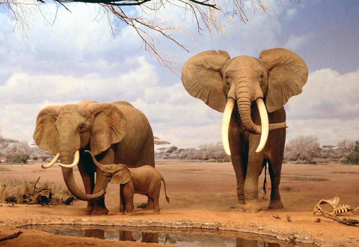 Самые сильные животные на Земле. Кто они? Самое крупное наземное животное. Самые сильные животные на Земле. Кто они? Самое крупное наземное животное. Фото.