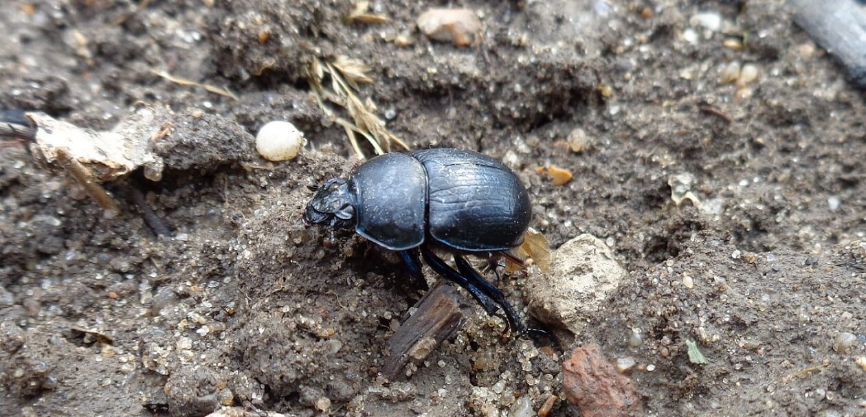 Самые сильные животные на Земле. Кто они? Самое сильное насекомое. Самые сильные животные на Земле. Кто они? Самое сильное насекомое. Фото.