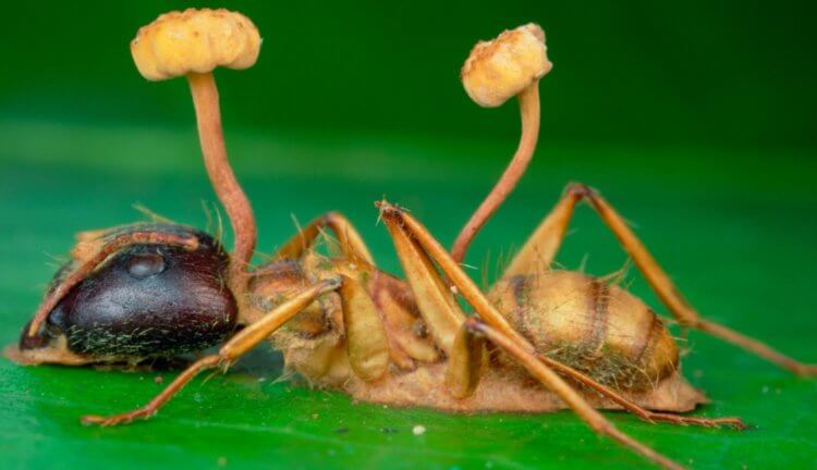 Как грибы-паразиты превращают муравьев в зомби? Фото.
