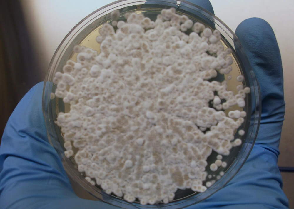 В США гибнут миллионы летучих мышей. Что их убивает? Как вылечить болезнь? Фото.