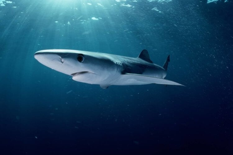 Синяя акула — самый распространенный вид акул. Голубая акула собственной персоной. Фото.