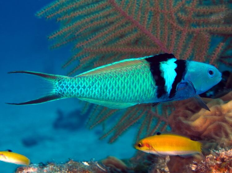 Самки 500 видов рыб умеют быстро превращаться в самцов. Как и зачем они это делают? Зачем рыбы меняют пол? Фото.