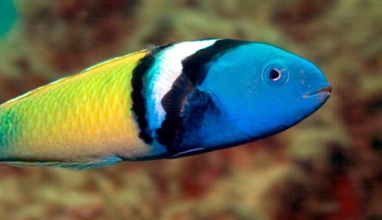 Самки 500 видов рыб умеют быстро превращаться в самцов. Как и зачем они это делают? Фото.