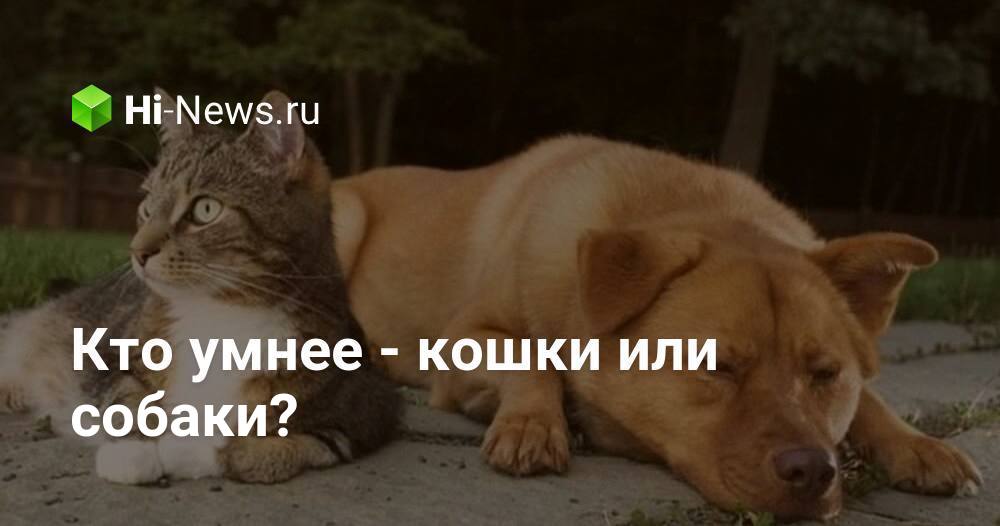 Кто умнее — кошки или собаки? - Hi-News.ru