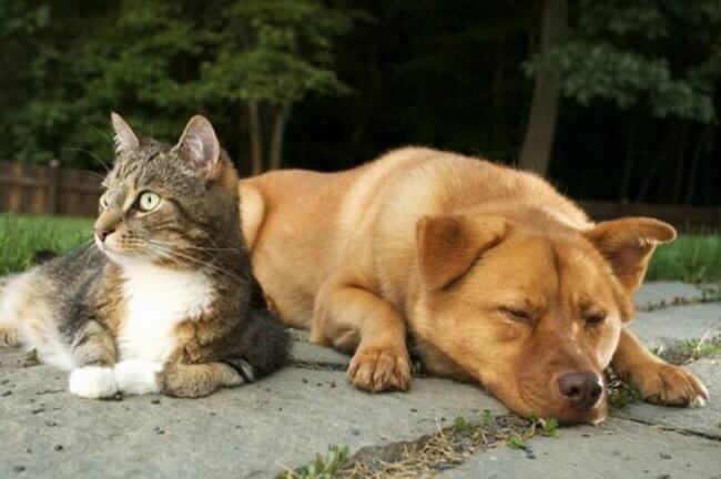 Кто умнее — кошки или собаки? Фото.