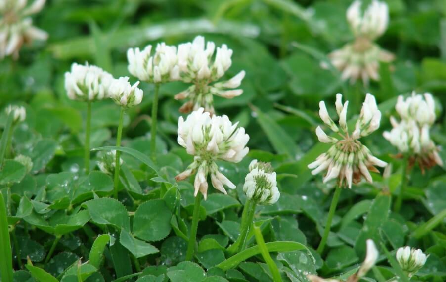 Как брошенная на землю сигарета влияет на окружающую среду?. Вред сигарет.. Фото.