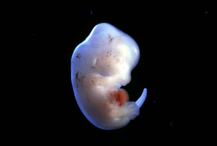 Японцы получили разрешение скрестить эмбрион человека и животного. Фото.
