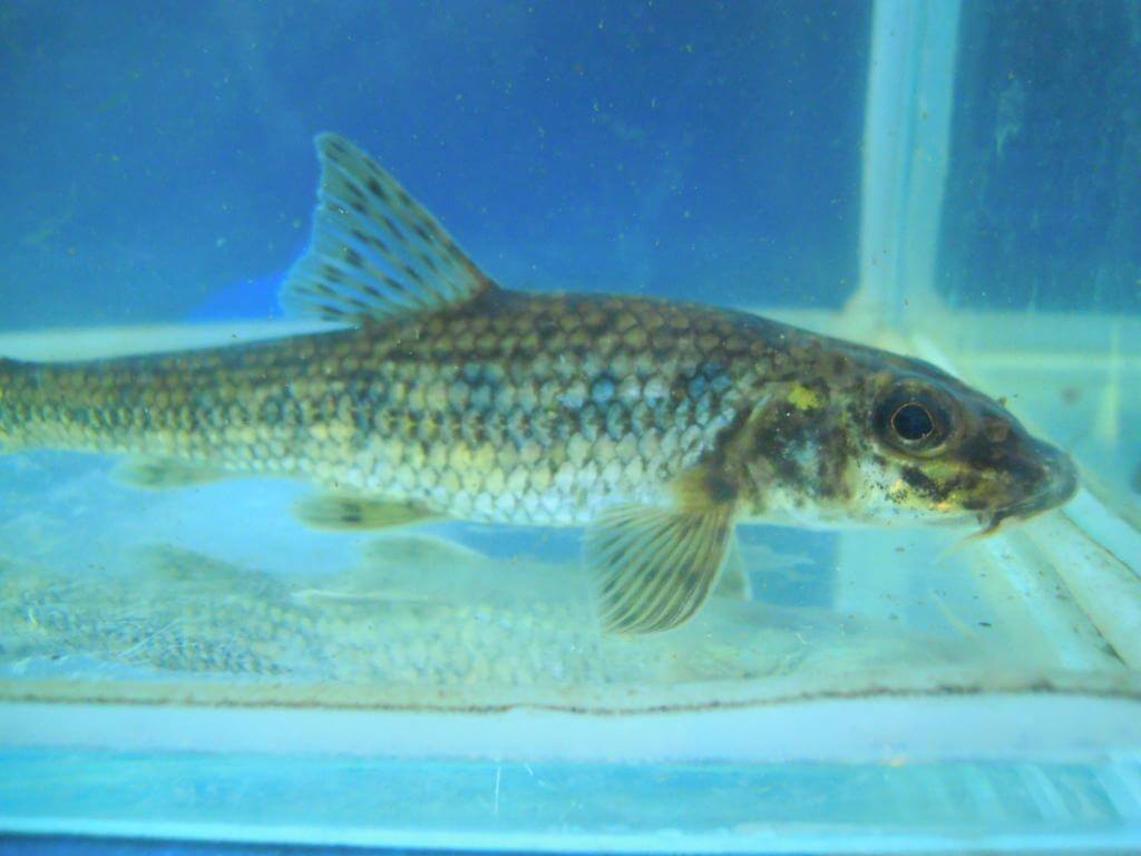 Зачем в самых чистых озёрах мира размещают мешки с пластиком. Что же делать? Фото.