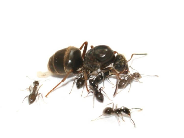 Из космоса виден огромный рой муравьев. Куда они летят? Как муравьи строят муравейник. Фото.