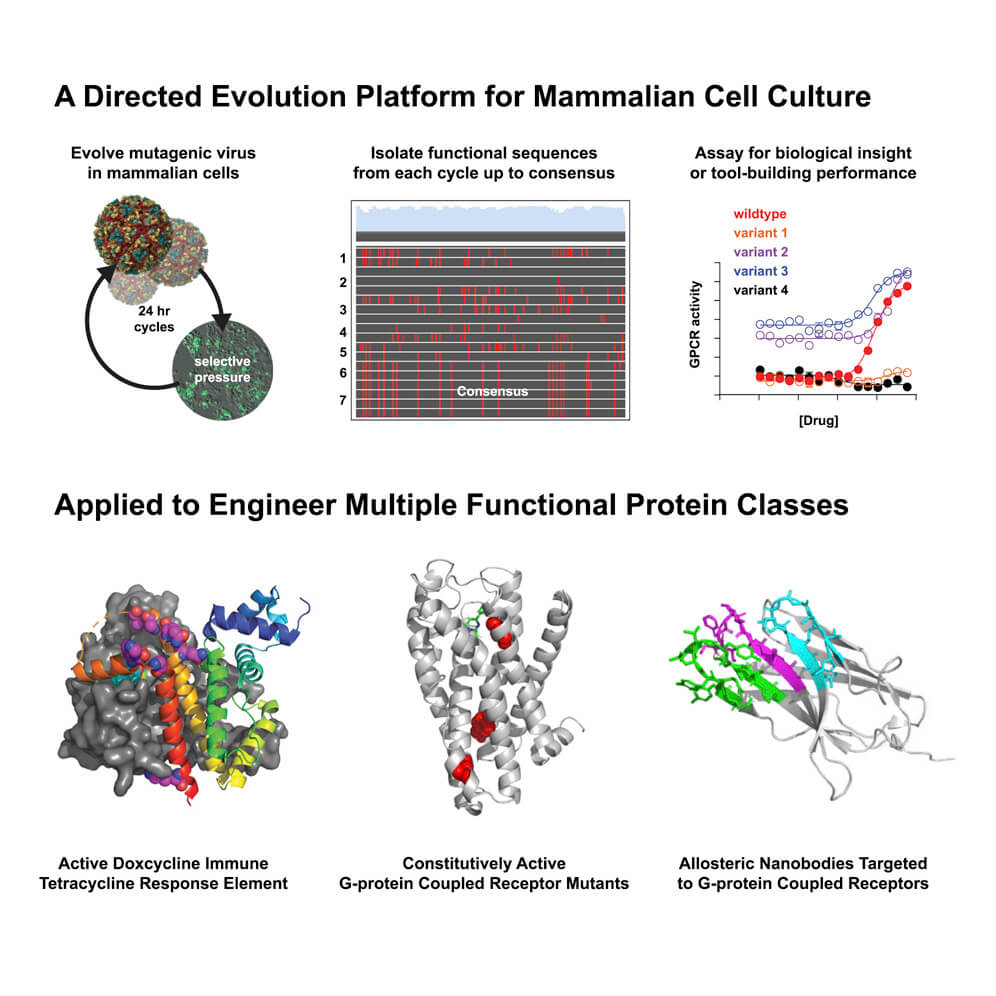 Как вирусы ускоряют эволюцию.. В чем суть нового способа эволюции клеток.. Фото.