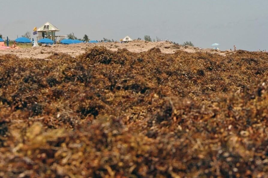 Жизнь в Атлантическом океане может быть уничтожена гигантскими водорослями. Польза и вред водорослей. Фото.
