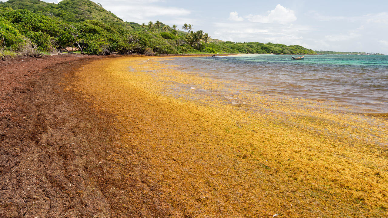 Жизнь в Атлантическом океане может быть уничтожена гигантскими водорослями. Самое большое море водорослей. Фото.